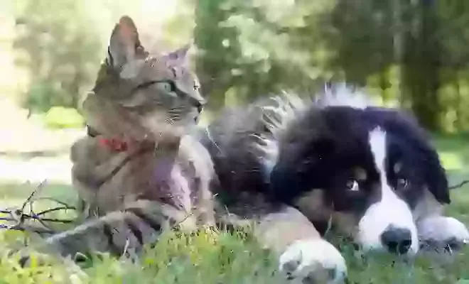 Pets Corner